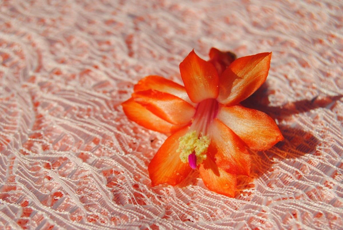 Christmas Cactus Starter Plant - Small Sunset Strip - Schlumbergera truncata - Well-Rooted Indoor Gardening Plant