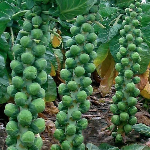 Brussels Sprouts Seeds - Non-GMO Long Island Improved - Heavy Yields - Brassica oleracea var. gemmifera - Packet of 100 Seeds