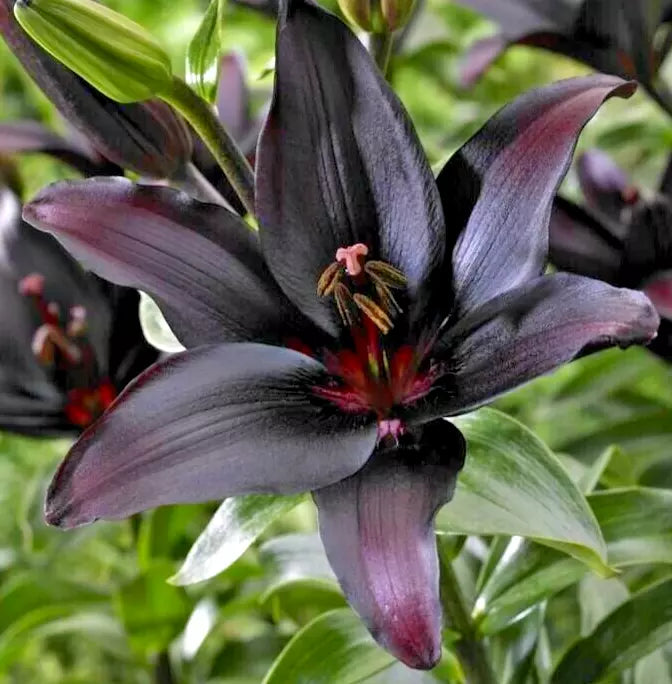 Asiatic Lily Bulb Large Burgundy Red Lilium 'Landini' - Easy to Grow Perennial Flower Bulb for Garden & Cut Flowers