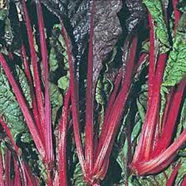 Swiss Chard Seeds - 100 Non-GMO Ruby Red Heirloom - Beta vulgaris subsp. cicla - Leafy Green Vegetable for Organic Gardening