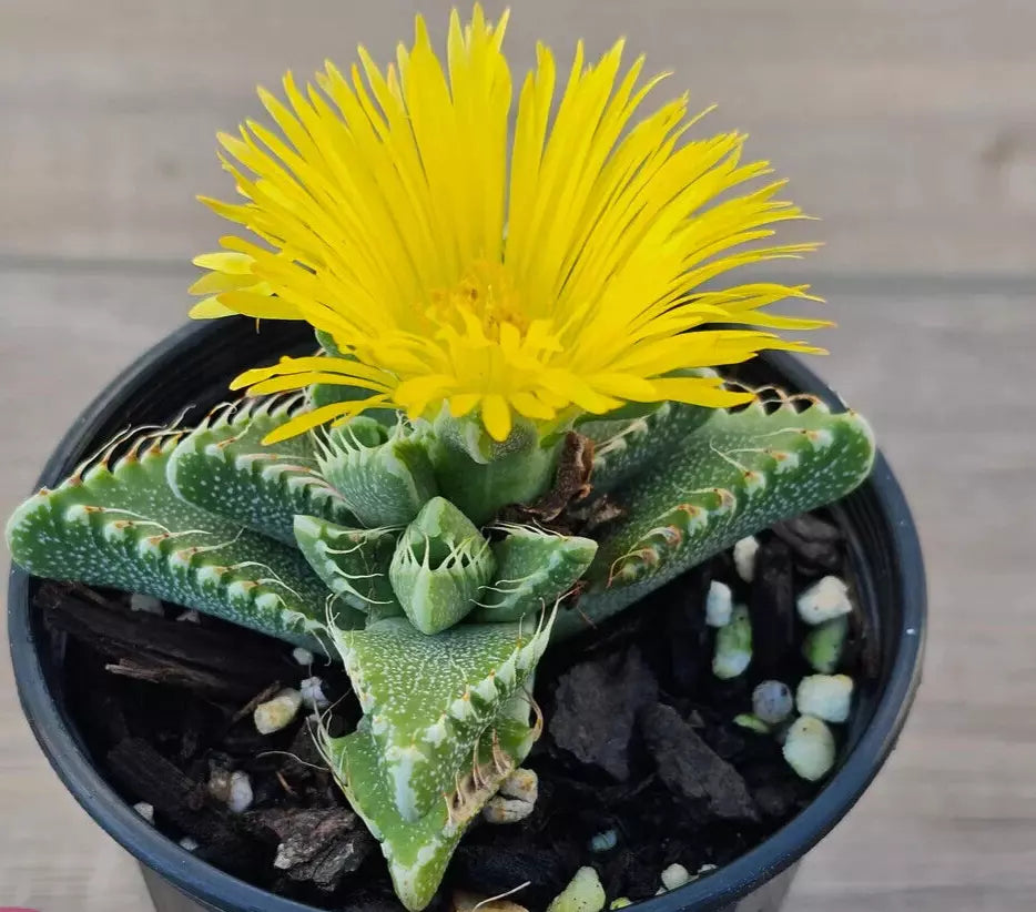Faucaria Tigrina Potted Plant - 4" Tiger's Jaw Succulent - Rare Exotic Indoor Outdoor Plant - Easy Care