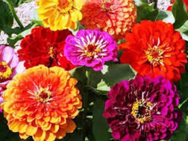 California Giant Zinnia Seeds - 500 Count, Bright Colors, Zinnia elegans, Ideal for Gardens & Cut Flowers
