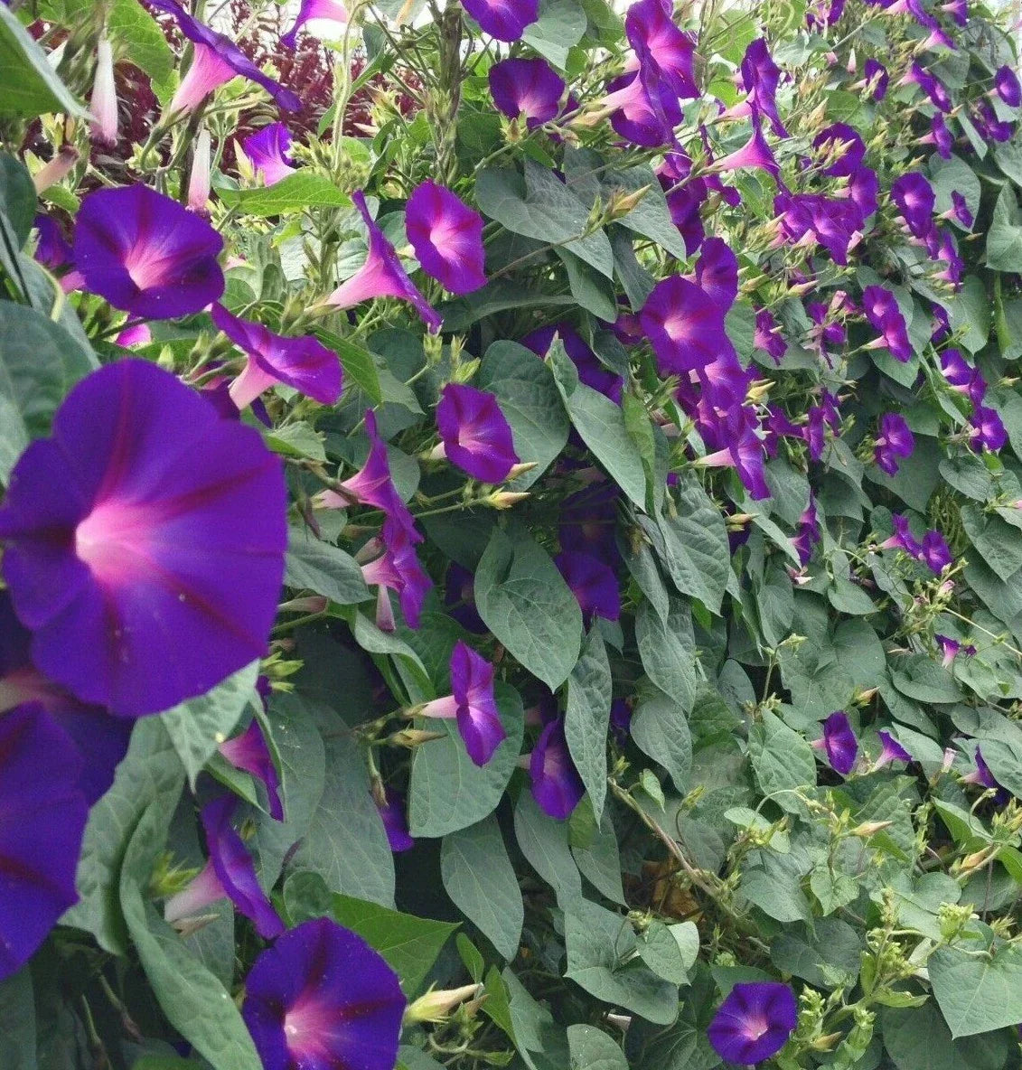 Morning Glory Seeds 30+ Pack, Purple Grandfather Ott, Ipomoea purpurea Annual Flower, Climbing Garden Planting