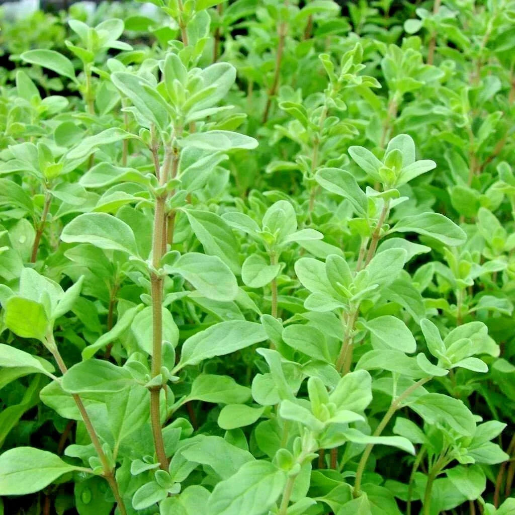 Organic Sweet Marjoram Seeds - 1001+ Count - Culinary Herb for Indoor/Outdoor Garden - Origanum majorana