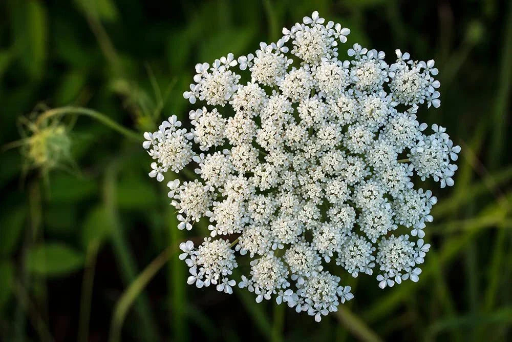Queen Anne's Lace Seeds - 250 Pack - Daucus carota - Wildflower Seeds for Planting - Made in USA, Ships from Iowa