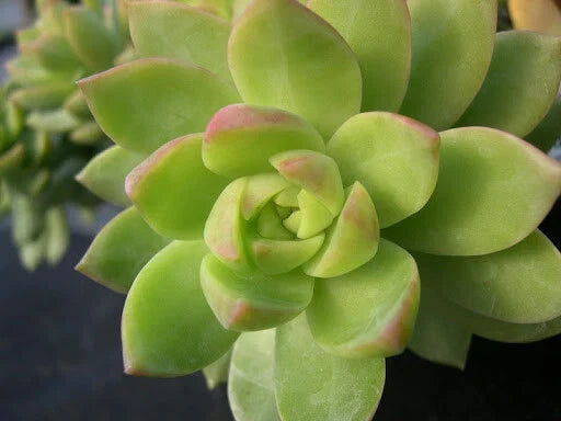 Sedum Adolphii "Lime Gold" Potted Plant - 3" Succulent with Yellow-Green Leaves for Indoor/Outdoor Decor - Sedum adolphii