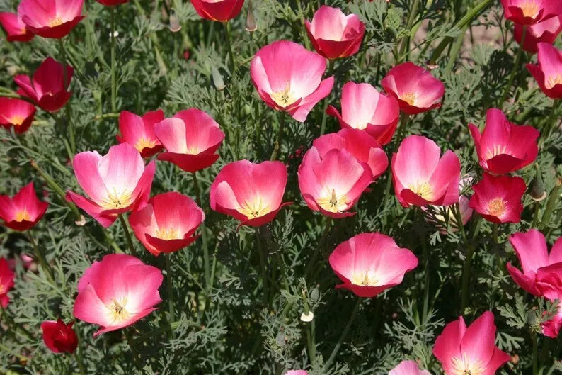 Carmine King California Poppy Seeds - 250+ Flower Seeds - Eschscholzia Californica - USA Grown, Non-GMO, Vibrant Colors