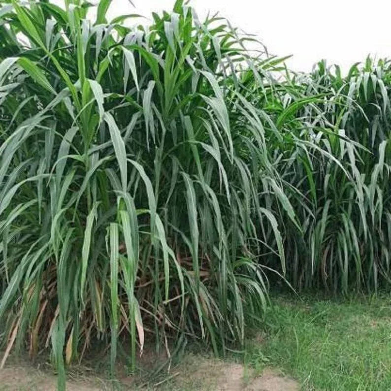 Elephant Grass Seeds - 30 Seeds - Pennisetum purpureum - Fast-Growing Tall Grass for Privacy Hedges and Ornamental Displays