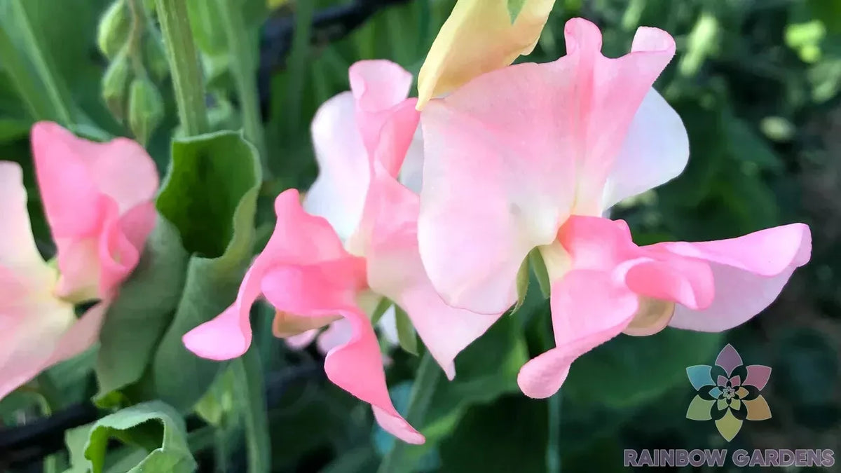Sally Ann Sweet Pea Seeds - 50+ Pack - Heirloom Lathyrus odoratus - Fragrant Pink & Purple Blooms - Non-GMO Garden Seeds