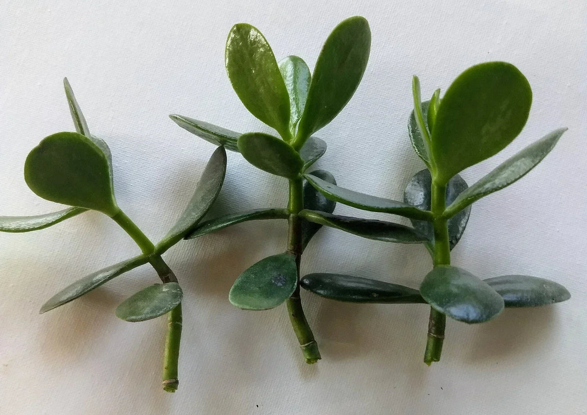 Jade Plant Cuttings - 3 Fresh Live Cuttings for Propagation - Crassula ovata - Easy Care Indoor Houseplant