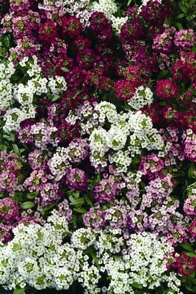 Alyssum Plant 4-Inch Pot Easter Bonnet Series Ground Cover Lobularia maritima - Colorful Fragrant Flowers for Garden