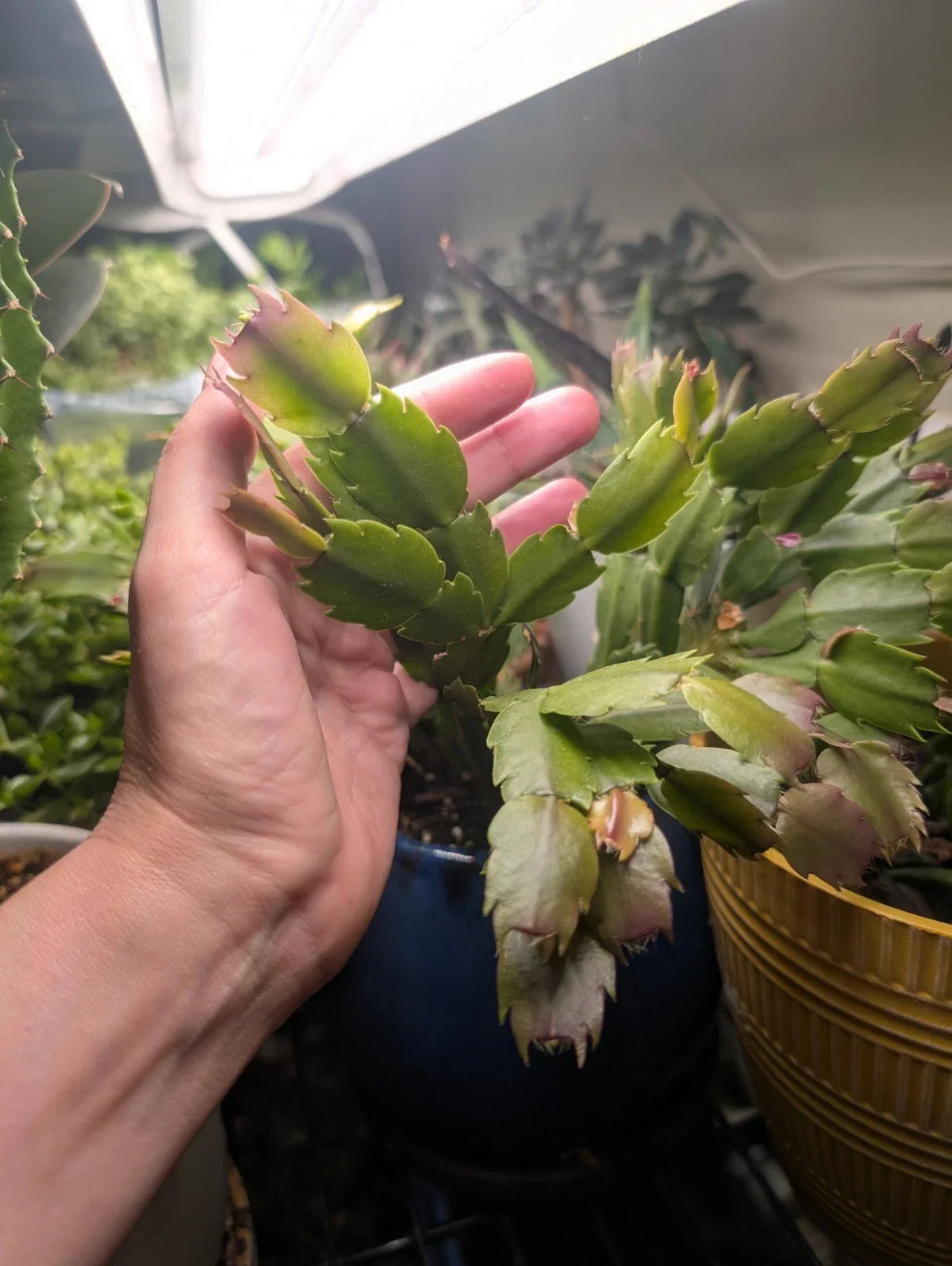 Thanksgiving Christmas Cactus Live Plant - Rooted Branch - Schlumbergera spp. - Holiday Gift - Indoor Decor Plant