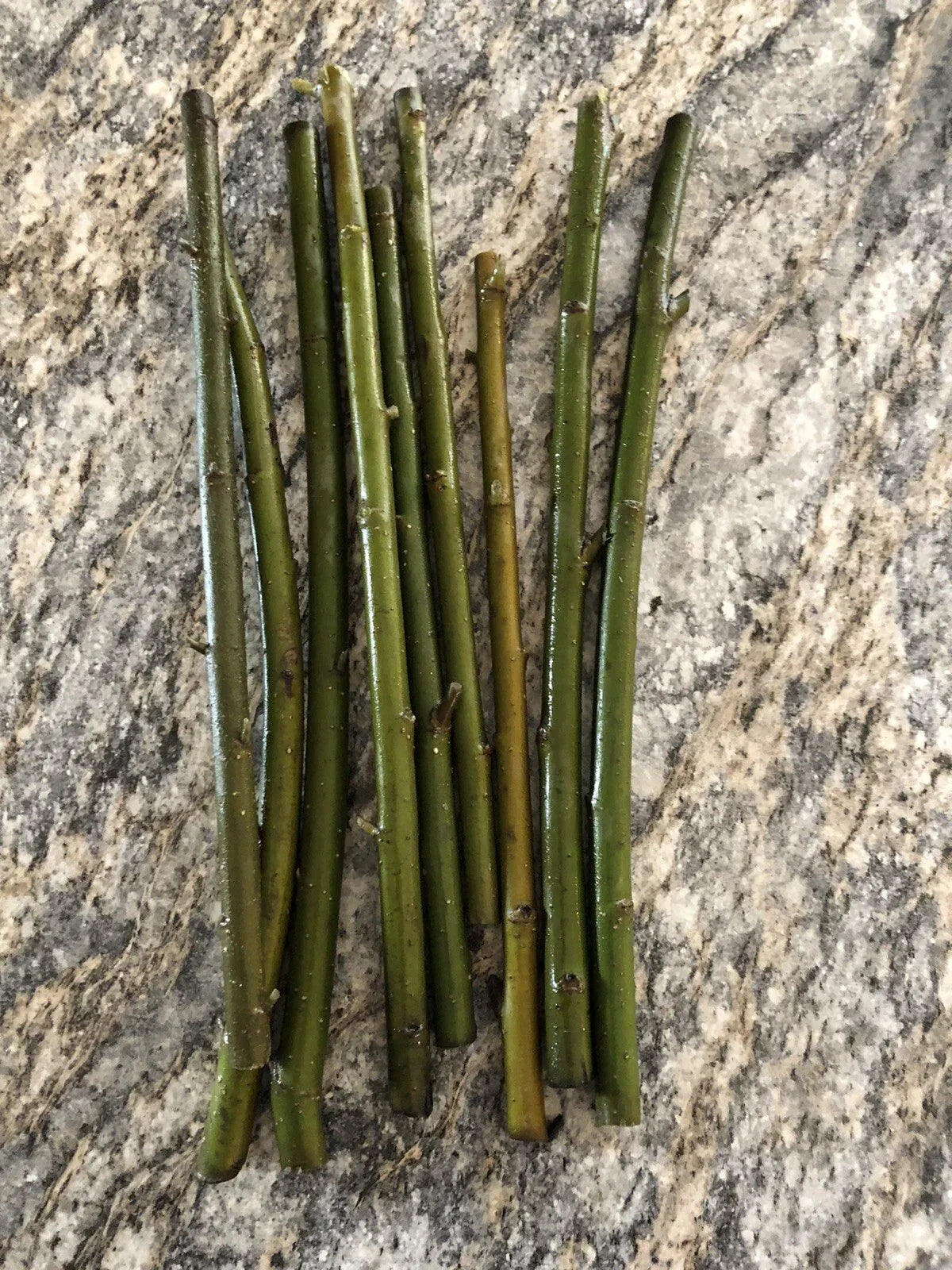 Austree Hybrid Willow Tree Cuttings - 10 Fast Growing Cuttings - Salix Matsudana x Salix Alba - Ideal for Privacy Screens