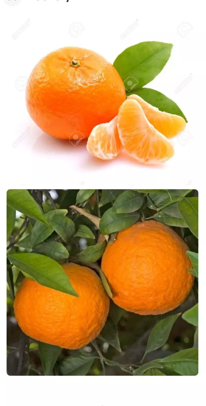 Mandarin Orange Seeds - 5 Pack, Seedless Citrus reticulata, Drought Tolerant Indoor/Outdoor Patio Plant, USDA Zone 6-11