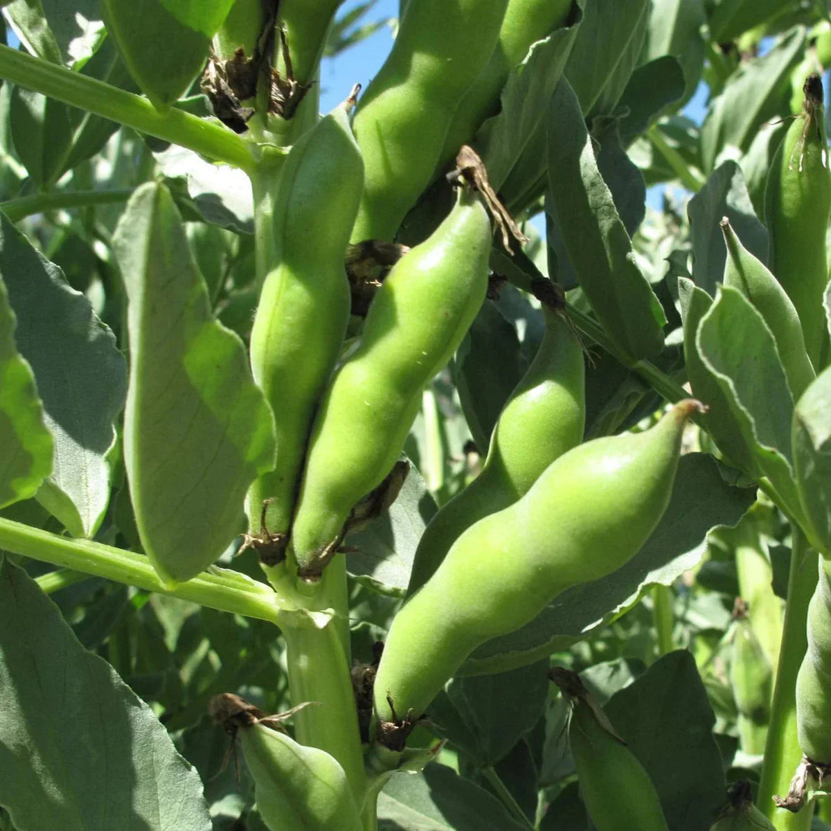 Broad Windsor Fava Bean Seeds - 20+ Count - Cold Tolerant - Vicia faba - Nutrient-Rich Garden Crop