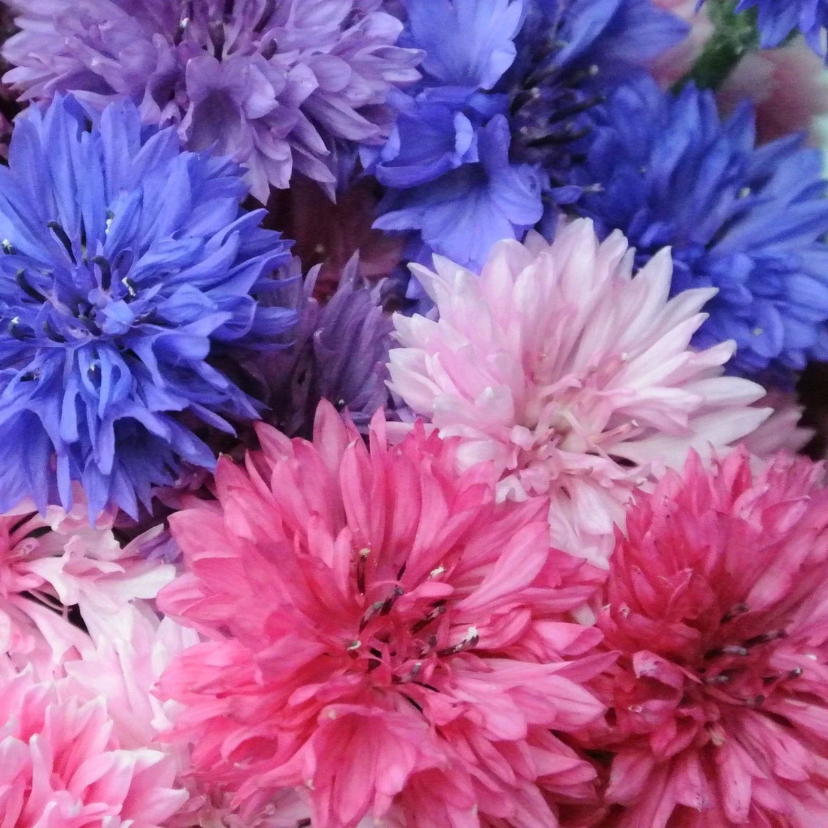Cotton Candy Mix Bachelor Button Seeds - Tall Variety - Centaurea cyanus - Colorful Pink, Blue, White Blooms for 2025 Planting