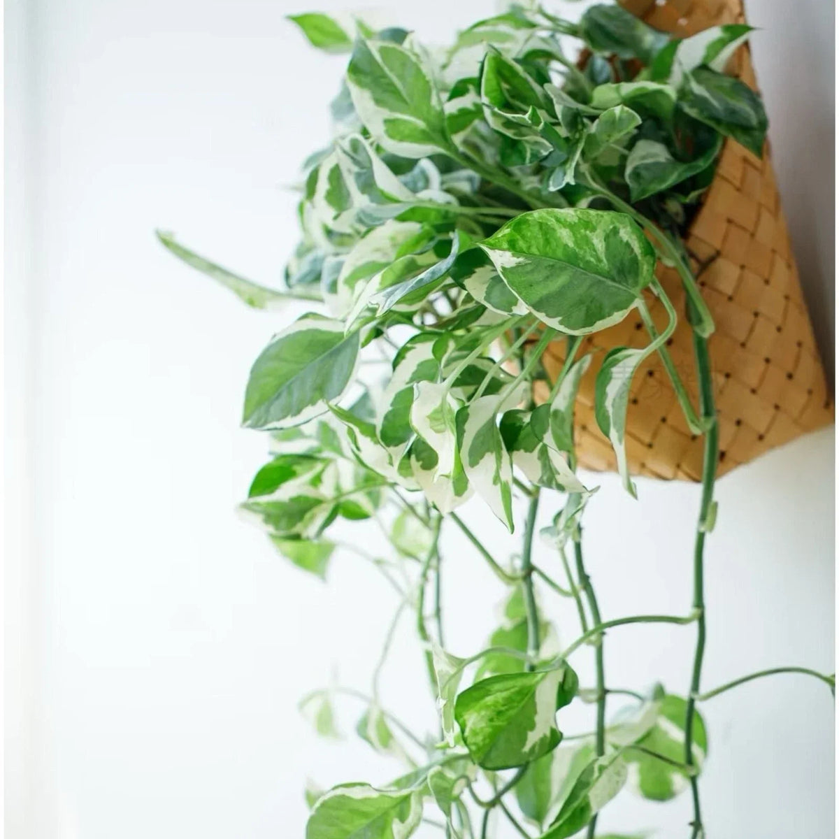 Pothos Cuttings 3 Pieces Pearls and Jade Devil’s Ivy Epipremnum aureum Indoor House Plant