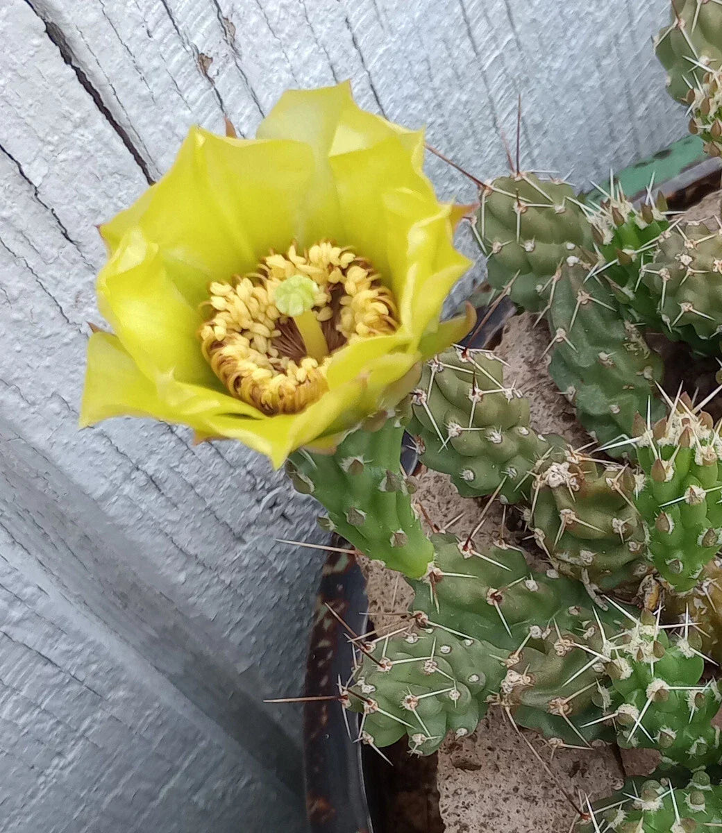 Grusonia Bulbispina Cactus Cuttings - 4 Rare Durango Succulent Pieces for Planting - Mat Forming Cactus