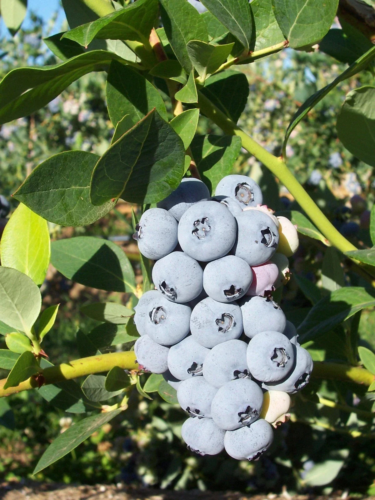 Polaris Blueberry Plant - Rooted 4-Inch Pot, High Yield, Vaccinium corymbosum, Zones 3-7, Sweet Blueberries for Home Gardens