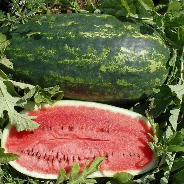 Kleckley's Sweet Watermelon Seeds - 25+ Heirloom Seeds - Citrullus lanatus - Large, Super Sweet, Non-GMO Gardening Seeds