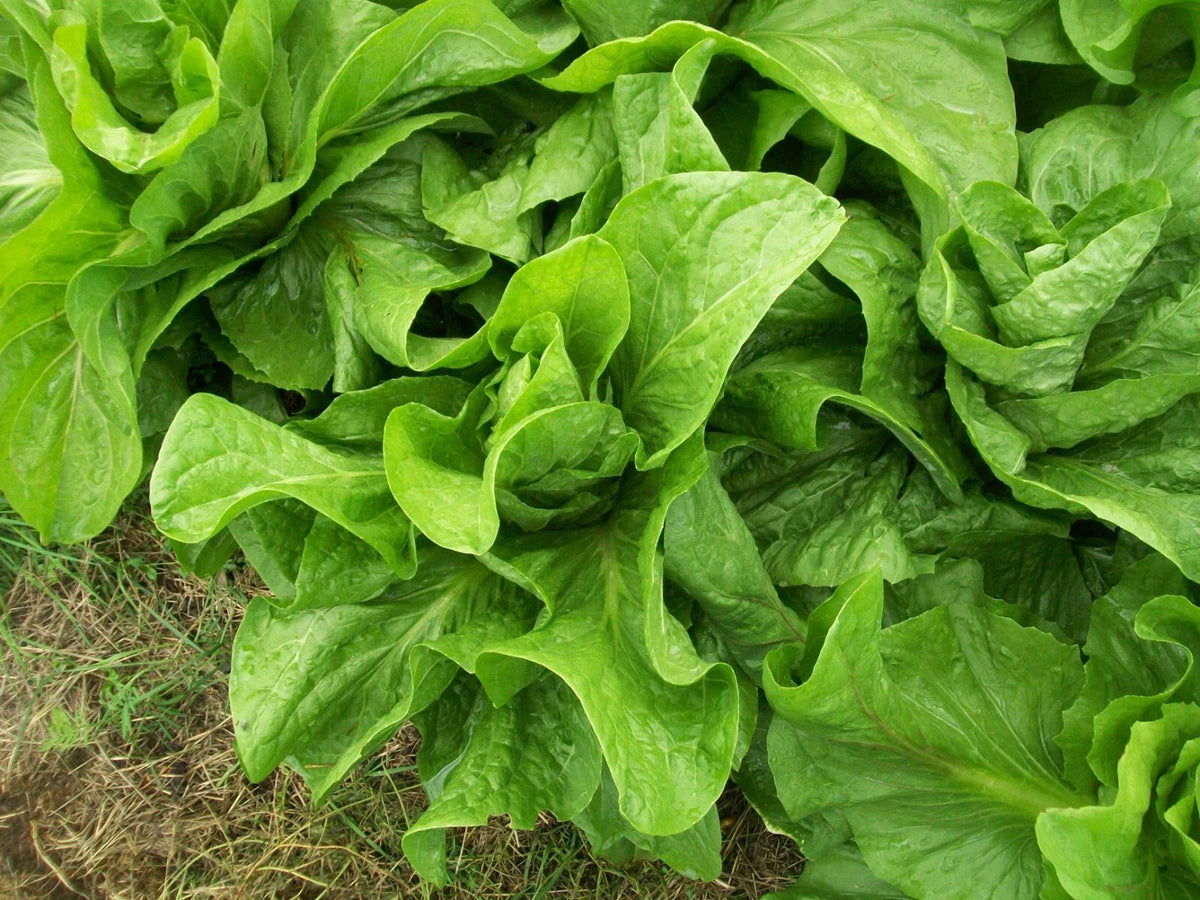 Sugar Loaf Endive Seeds 750 Count NON-GMO Heirloom Cichorium endivia for Gourmet Salads and Cooking