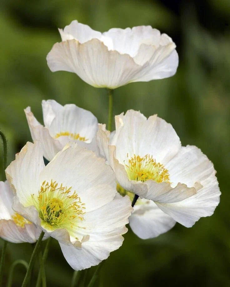 Bridal Silk Poppy Seeds - 200+ Pack - Papaver somniferum - Non-GMO, Vibrant Blooms - USA Grown for Garden Planting