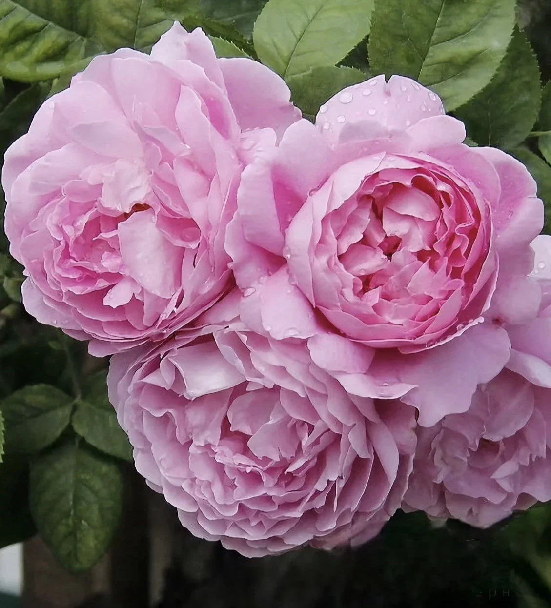 AusMary Rose Cuttings - 3 Fresh Unrooted 6” Long Cuttings, Rosa 'AusMary', Fragrant Blooms, Easy to Propagate