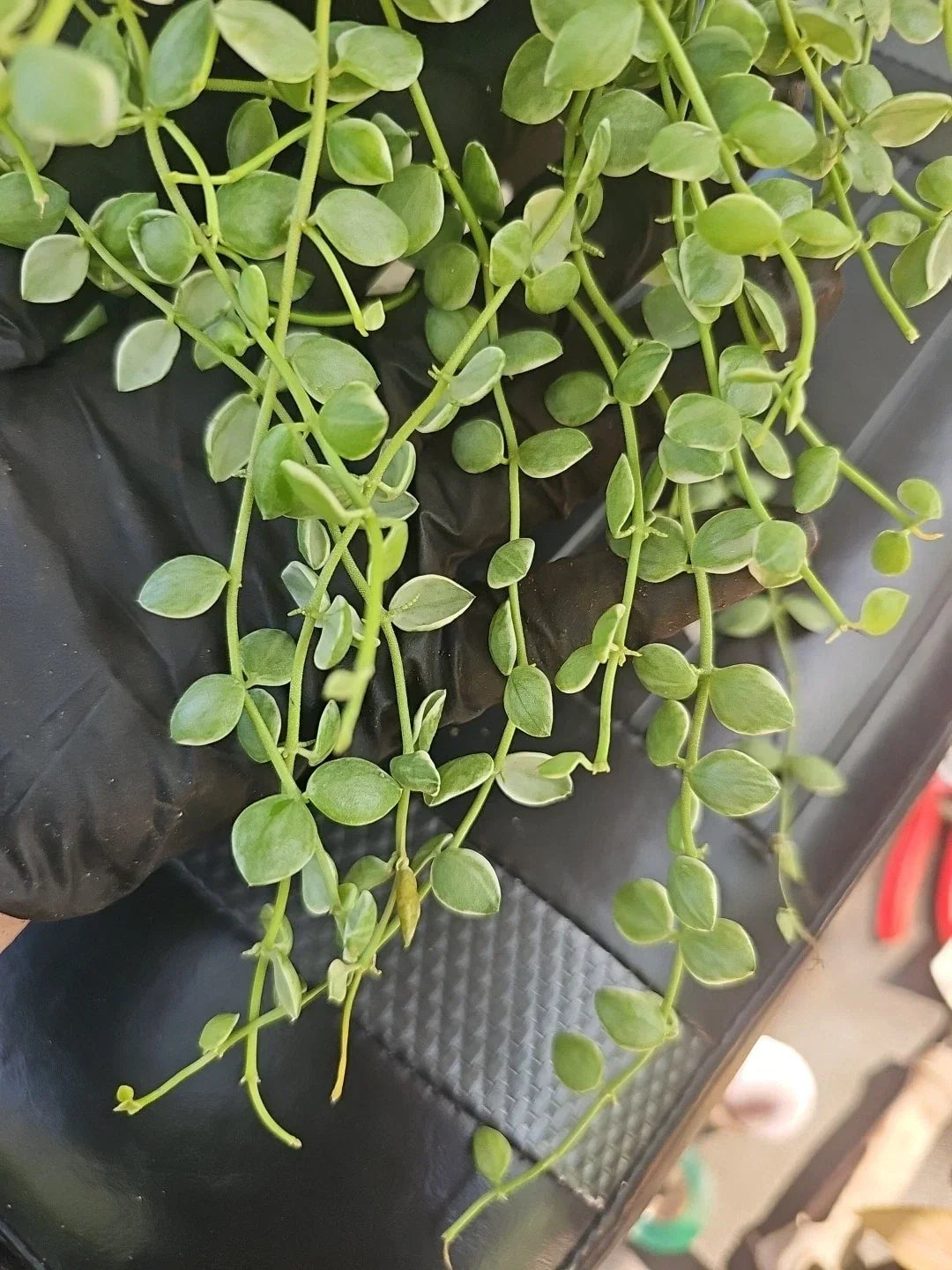 Dischidia Nummularia Cutting 5" Variegated Pebble Beach Plant - Fresh Indoor Gardening Decor, Easy Care Houseplant