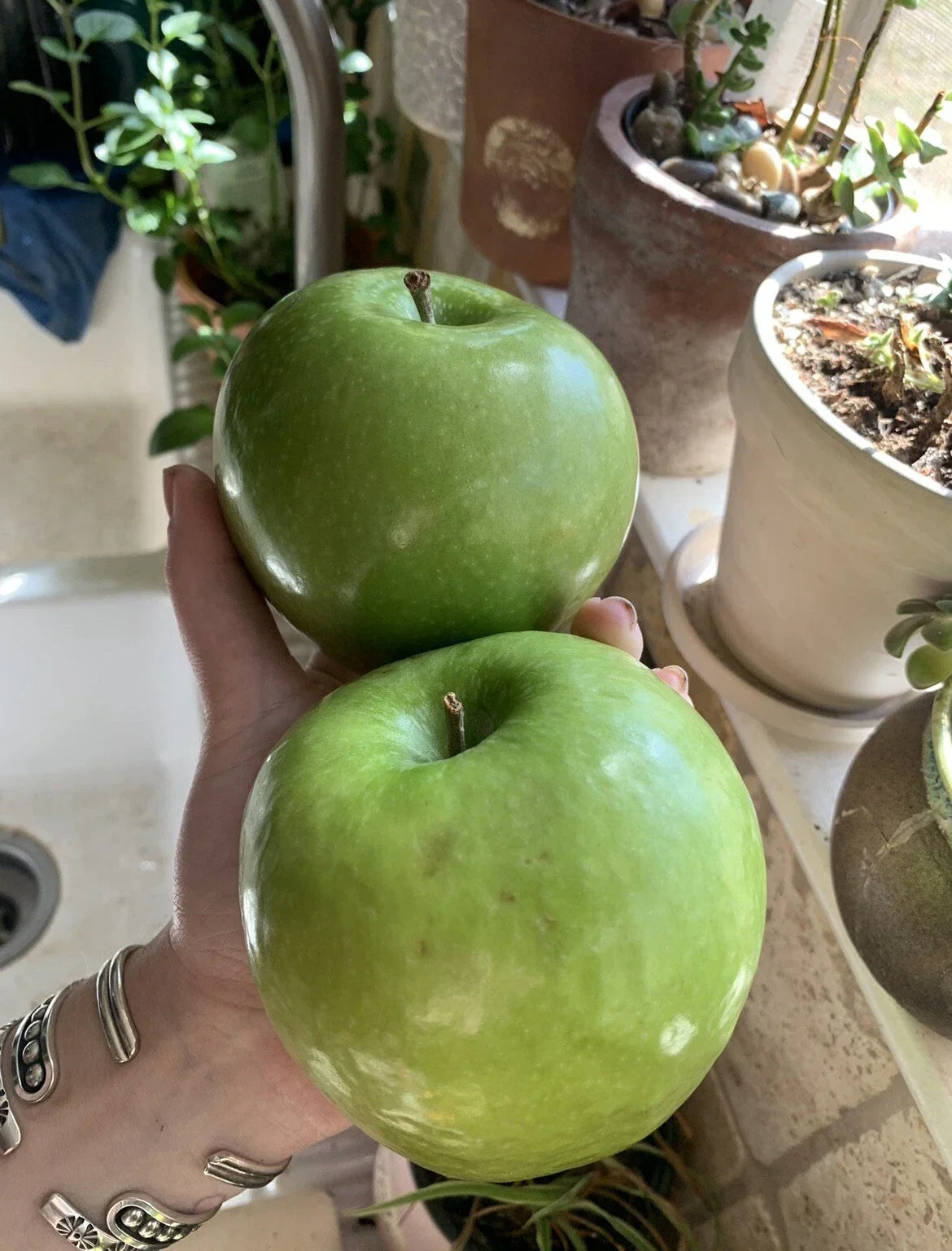 Granny Smith Apple Seeds - 5 Pack - Organic Heirloom - Malus domestica - Homegrown USA