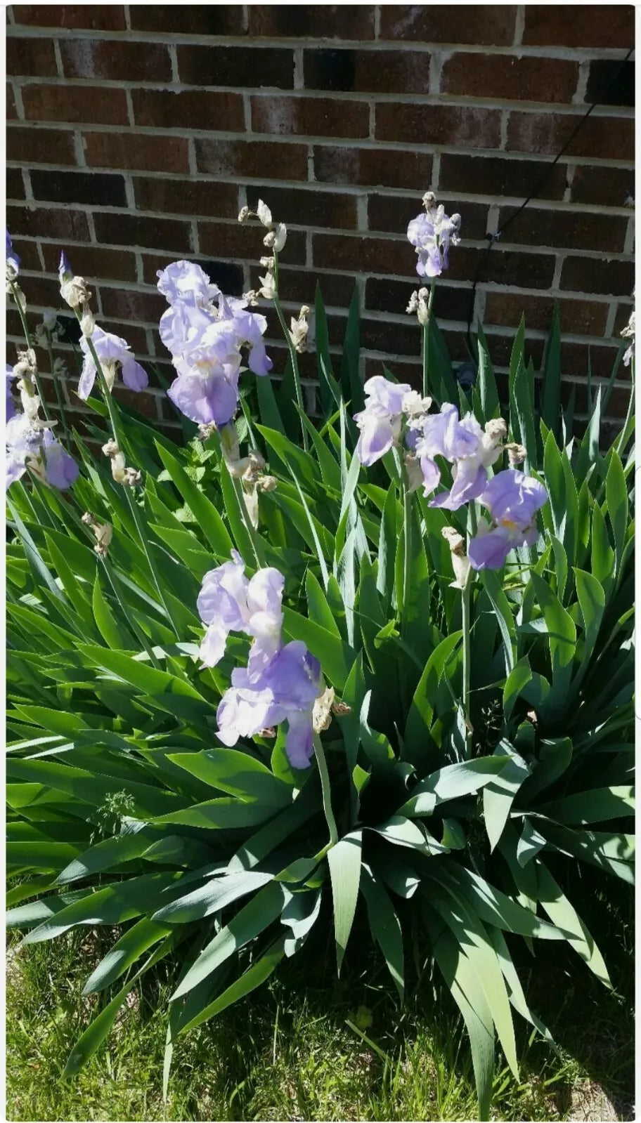 Tall Iris Rhizomes - 2 Vintage Lilac/Blue Perennial Plants - Iris germanica - Low Maintenance Garden Flowers