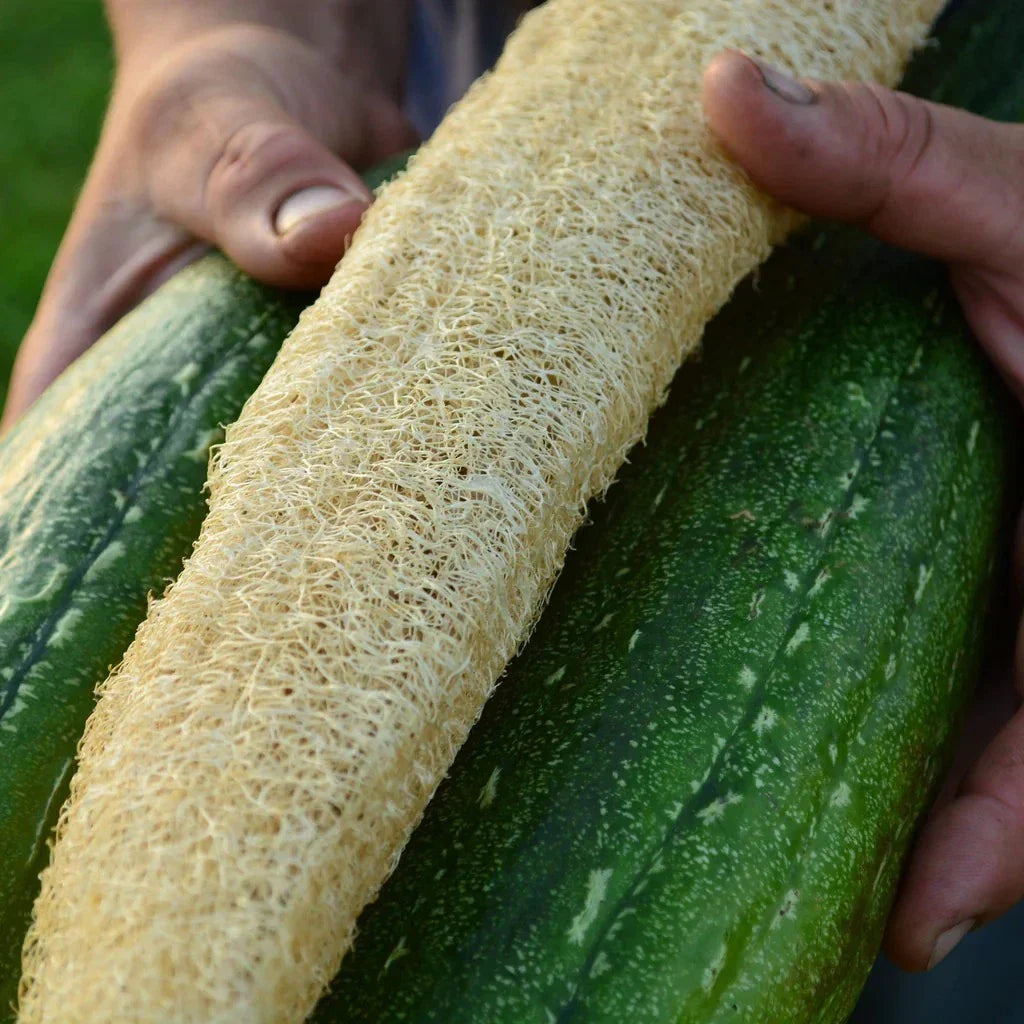 Luffa Gourd Seeds 24 Pack - Loofah Sponge Gourd - Luffa cylindrica - Rare Variety for Natural Cleaning - Non-GMO