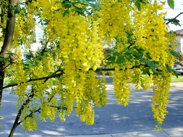 Golden Chain Tree Seeds - 50 Count, Fast Growing Hardy Tree, Laburnum anagyroides, Yellow Flowers for Gardens
