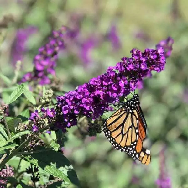 Butterfly Bush Live Plant | Fully Rooted Buddleja Davidii Buzz | Vibrant Flowering Shrub for Gardens | Attracts Pollinators