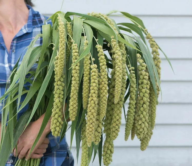 50 Ornamental Grass Seeds - Lime Light Millet (Setaria italica) - Vibrant Lime-Green Foliage for Gardens and Landscaping