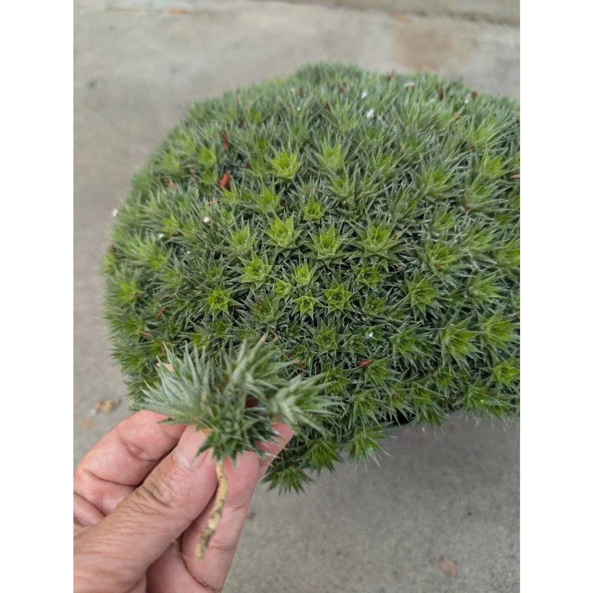 Deuterocohnia brevifolia Cuttings - Tropical Succulent Plant Cuttings - Unique Green Houseplant Decor - Hardy Indoor/Outdoor Plant