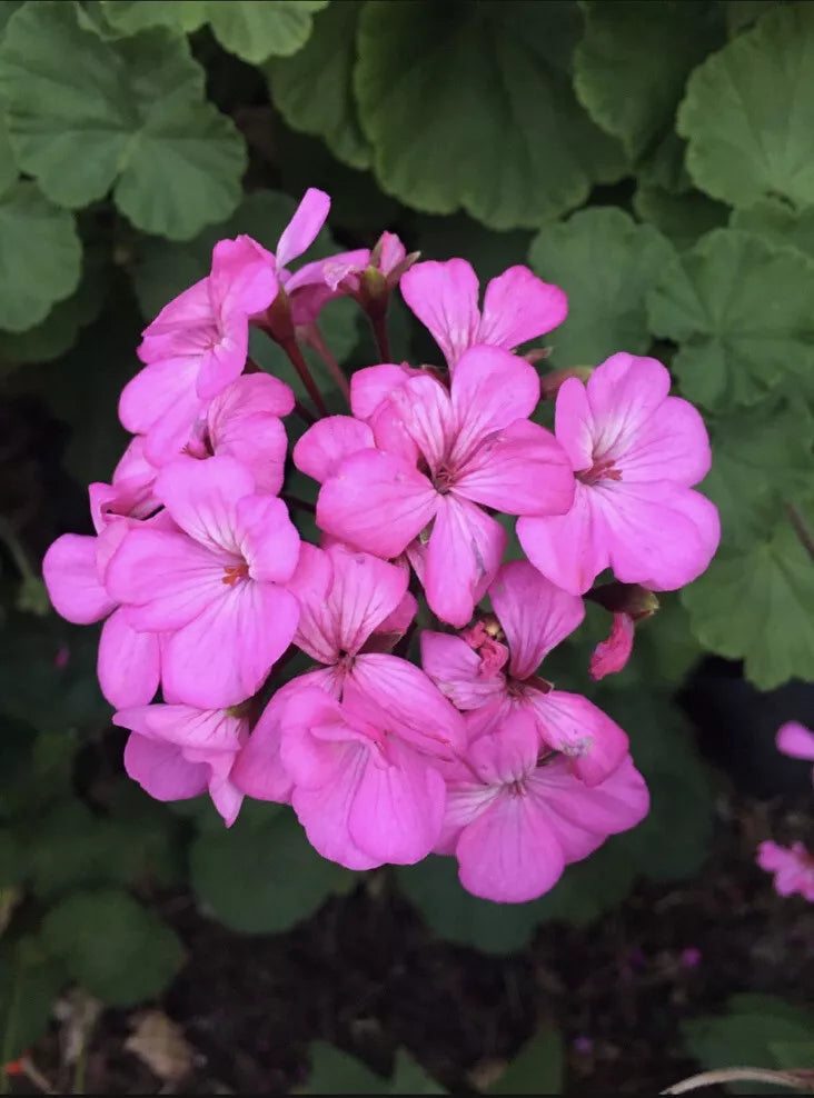 Hardy Pink Flower Geranium Cuttings 12 Pack - Fragrant Perennial Pelargonium - Easy Care Garden Plants