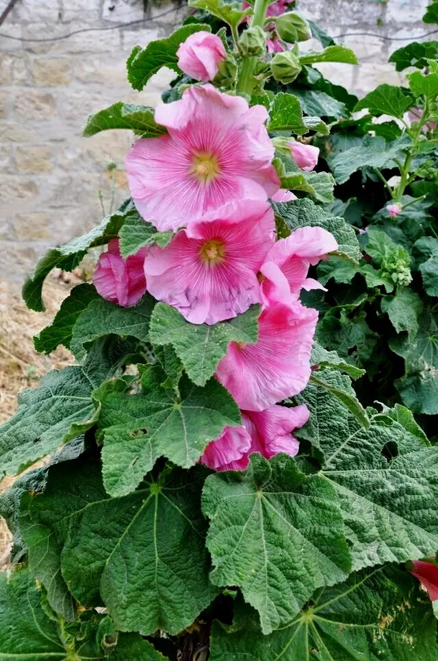 Giant Pink Hollyhock Seeds - 50 Count - Hardy Perennial - Alcea rosea - Easy to Grow for Stunning Summer Blooms