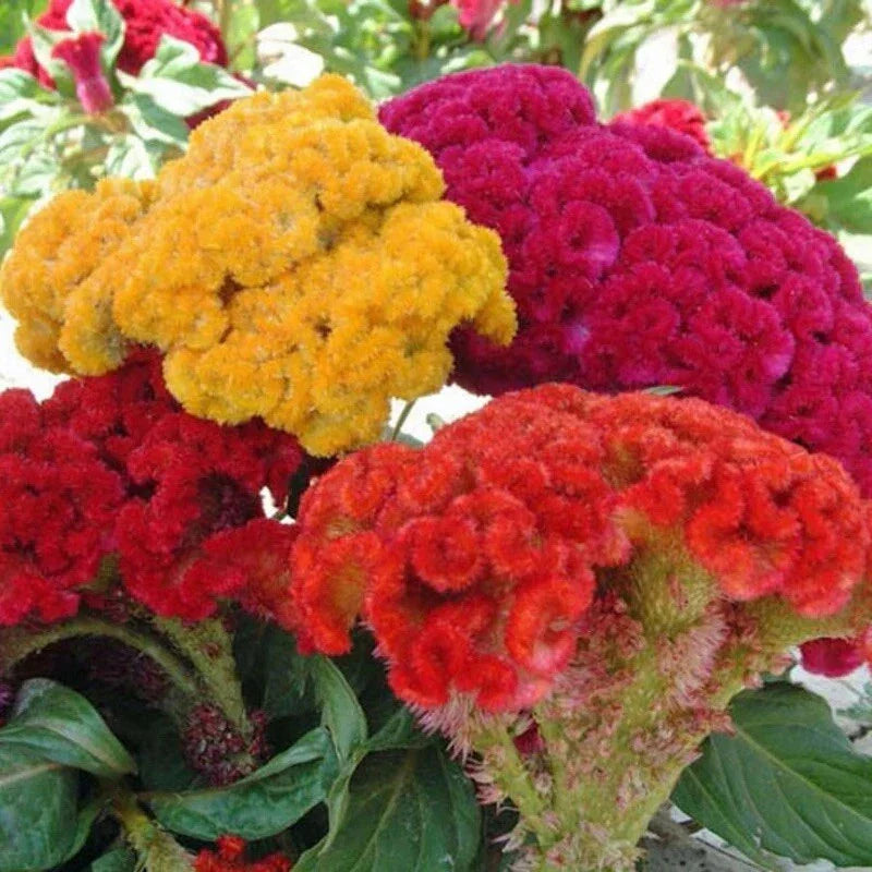Cockscomb Flower Seeds - 25+ Mixed Celosia Cristata Seeds - Vibrant Color Variety for Garden Planting
