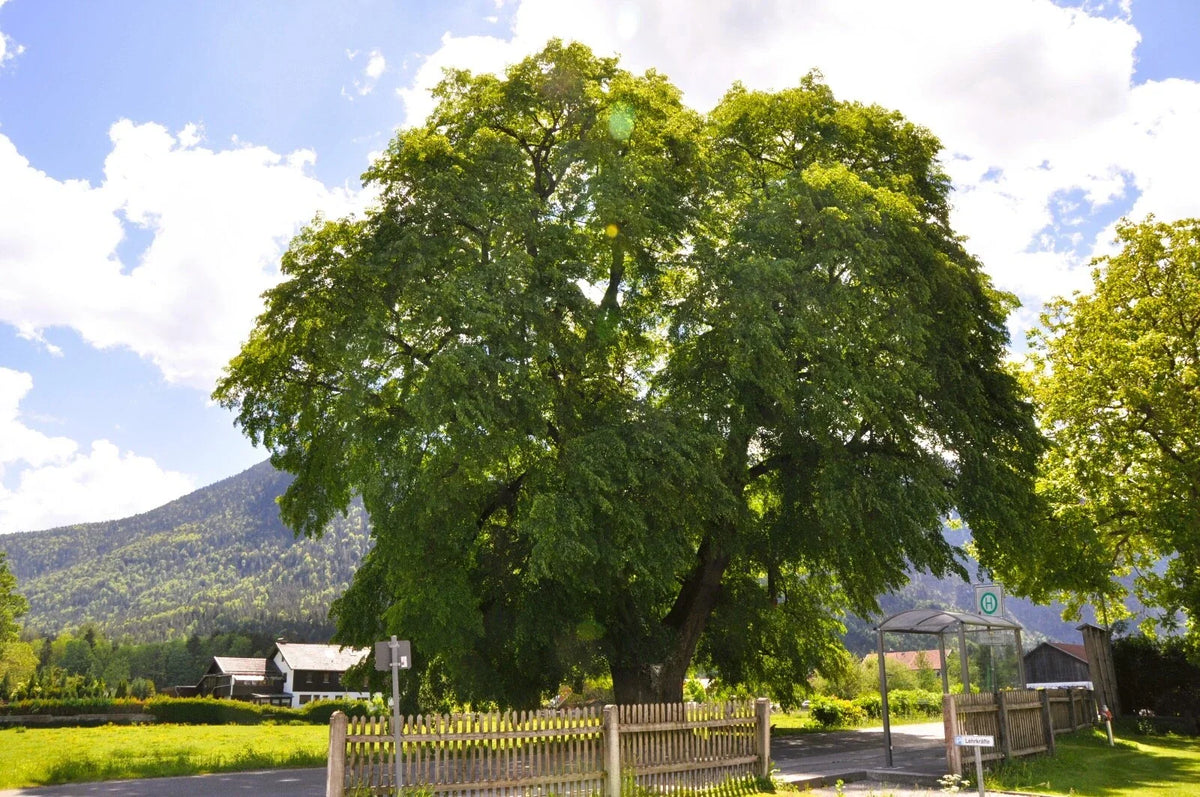 20 Big Leaf Linden Seeds - Tilia platyphyllos - Premium Tree Seeds for Planting - Shade Tree for Gardens and Yards
