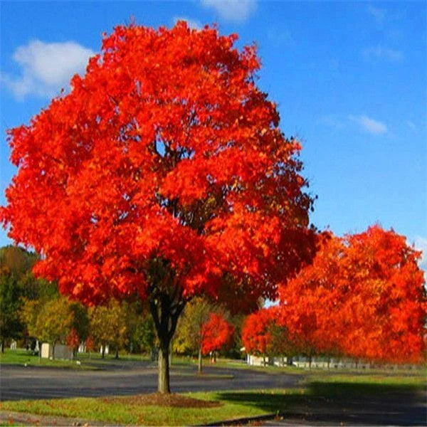 Live Red Oak Tree 6"-35" Cold Hardy Quercus rubra, 1-3 Years Old, Ideal for Landscaping and Reforestation