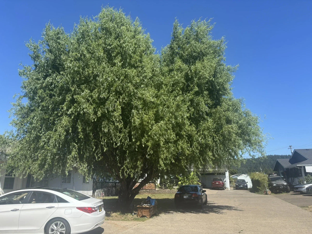 Corkscrew Willow Tree Cuttings - Unique Curly Branches - Salix babylonica 'Tortuosa' for Easy Propagation and Garden Focal Points