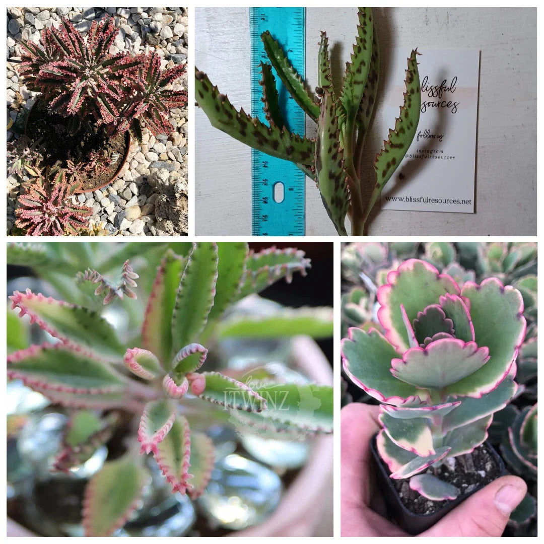 Kalanchoe Succulent Cutting 4"-6" Lavender Scallop Bryophyllum Flapjack FangFelt Plant for Indoor Outdoor Decor