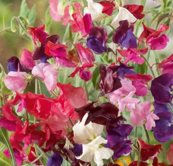 Sweet Pea Seeds - 20 Pack Elegance Mix - Lathyrus odoratus - Colorful & Fragrant Blooms for Gardens and Cut Flowers