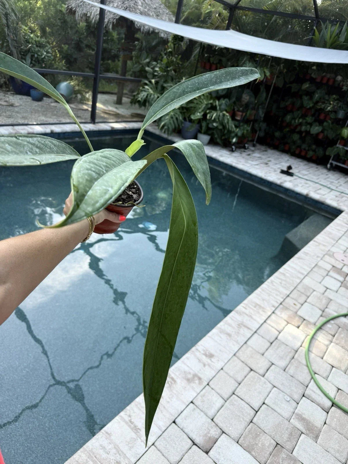 Anthurium Decurrens Plant 6-Inch Tropical Green Foliage Live Houseplant Anthurium andreanum