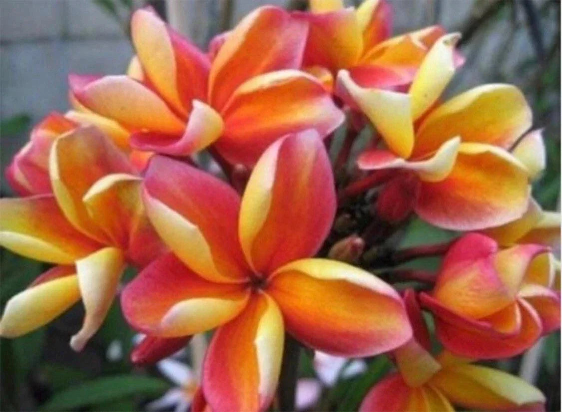 Rooted Plumeria Cutting - 10" Makaha Sunn - Fragrant Frangipani (Plumeria spp.) with 2 Big Tips for Indoor/Outdoor Gardening