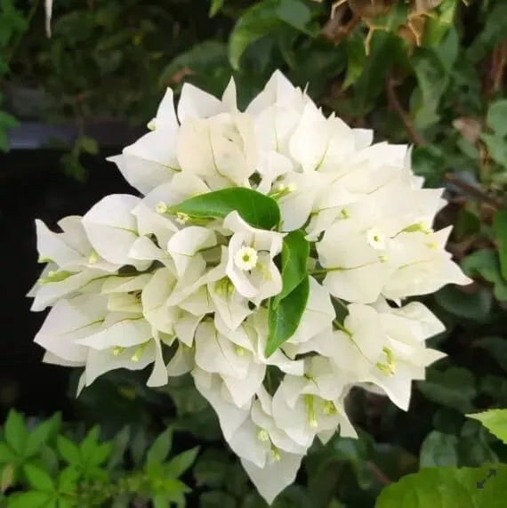 White Bougainvillea Plant - 4" Pot - Fast-Growing, Drought-Tolerant - Bougainvillea glabra - Stunning White Bracts