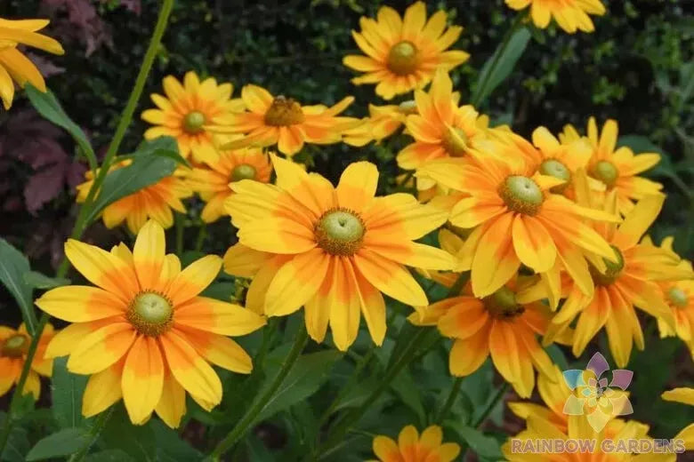 Prairie Sun Rudbeckia Seeds - 200+ Count - Black-eyed Susan - Rudbeckia hirta - Non-GMO, USA