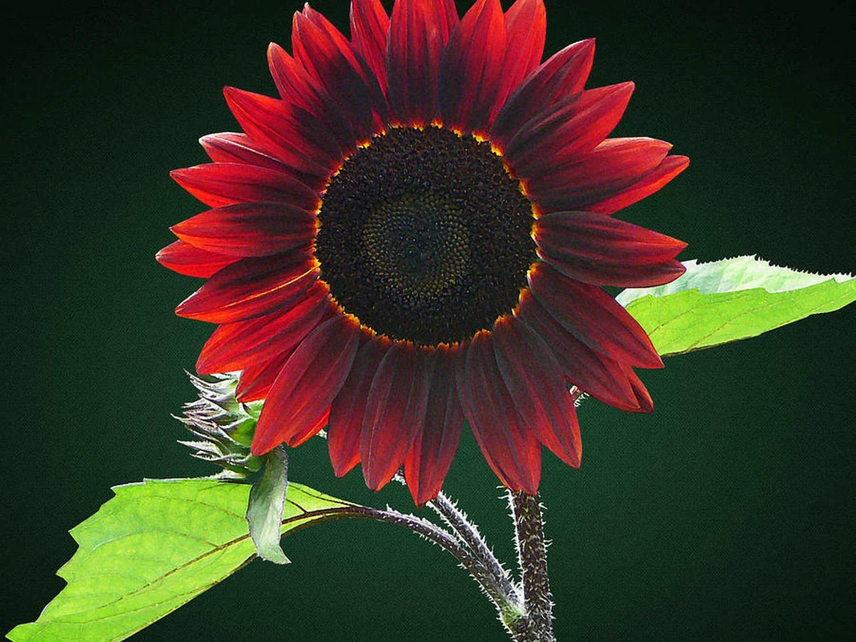 Chocolate Sunflower Seeds - 200 Pack - Helianthus annuus - Unique Dark Brown Color for Garden Planting