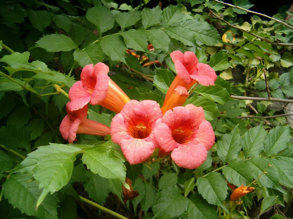 Trumpet Creeper Seeds - 60 Count - Trumpet Vine (Campsis radicans) for Garden Hummingbird Attraction and Colorful Vines