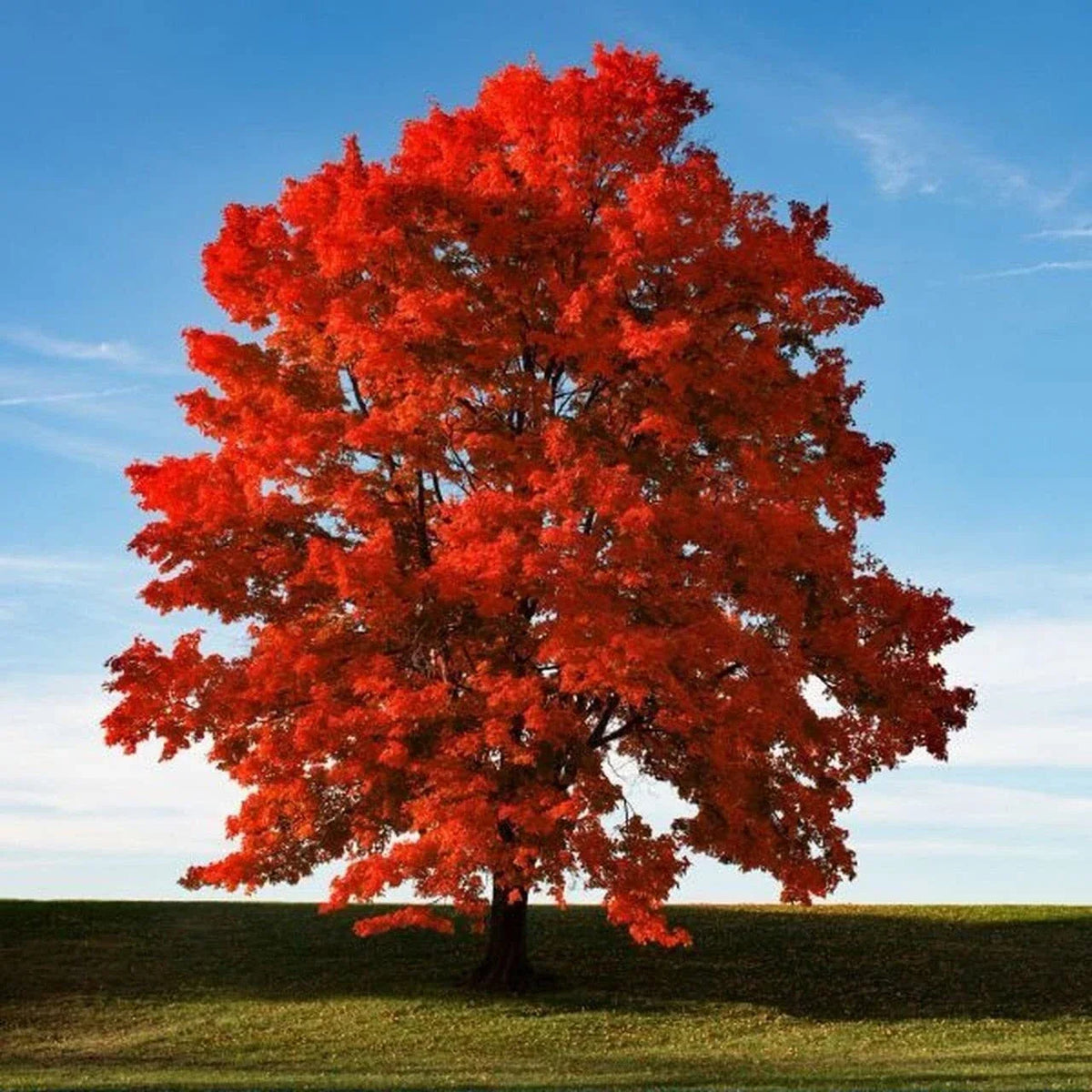 Red Maple Seeds - 50+ Heirloom Acer rubrum Tree Seeds for Fast Germination, Native Variety for Outdoor Planting